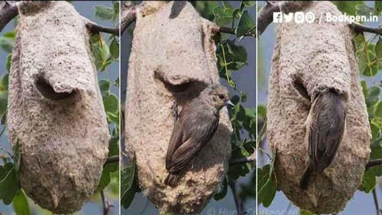 anand mahindra wants recruit these birds for corporate strategy departments