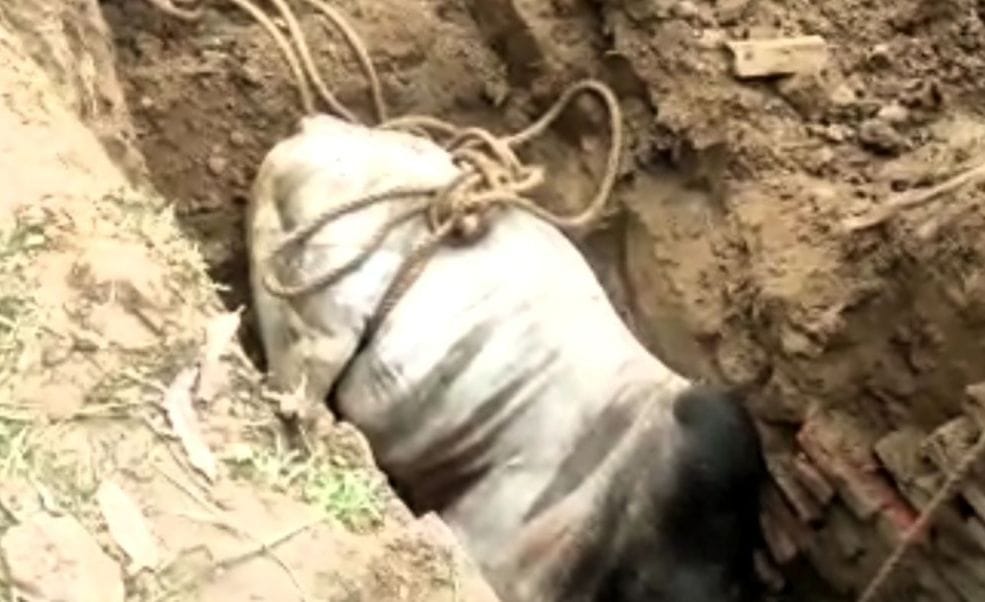 kanpur dehat: Bull fell in borewell pit, police dug out from JCB
