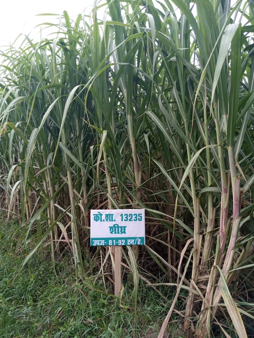 Scientists have discovered sugarcane species free from red rot disease
