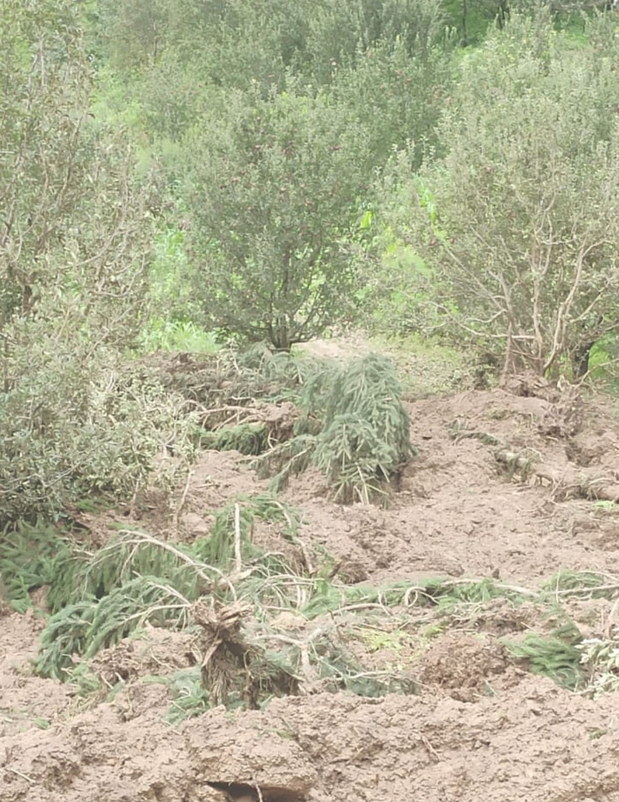 30 roads blocked in Kullu district due to rain, 50 apple trees buried in landslide debris