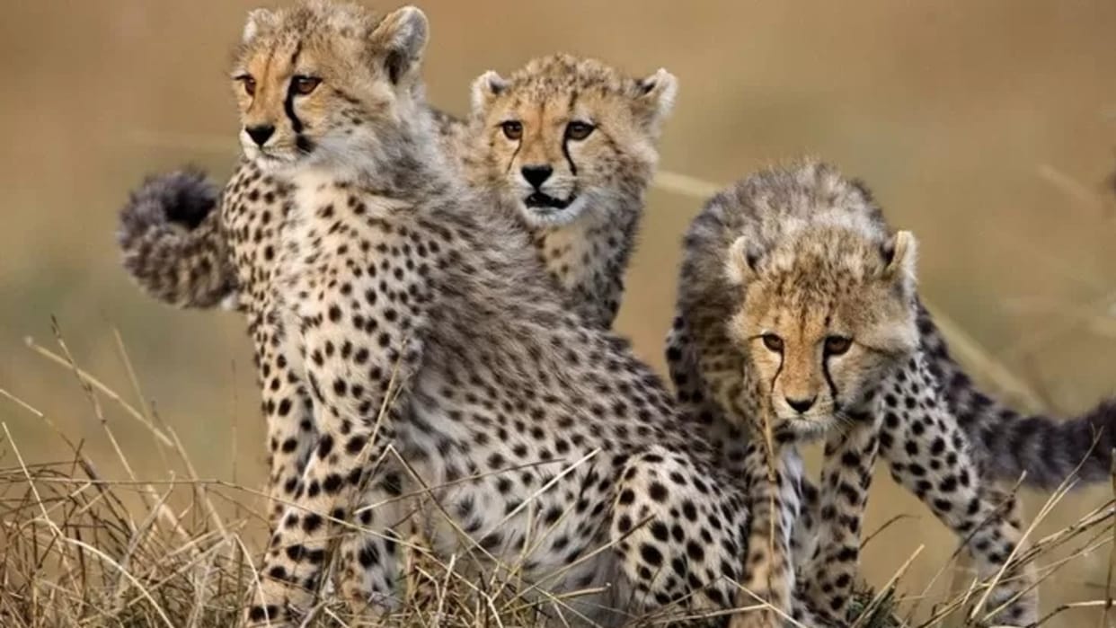 MP Cheetah Project: Leopards entered in the flood made for cheetahs in Kuno Palpur, a big flood has been built