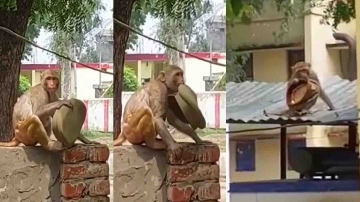 monkey ran away with the cap of the inspector in Hardoi
