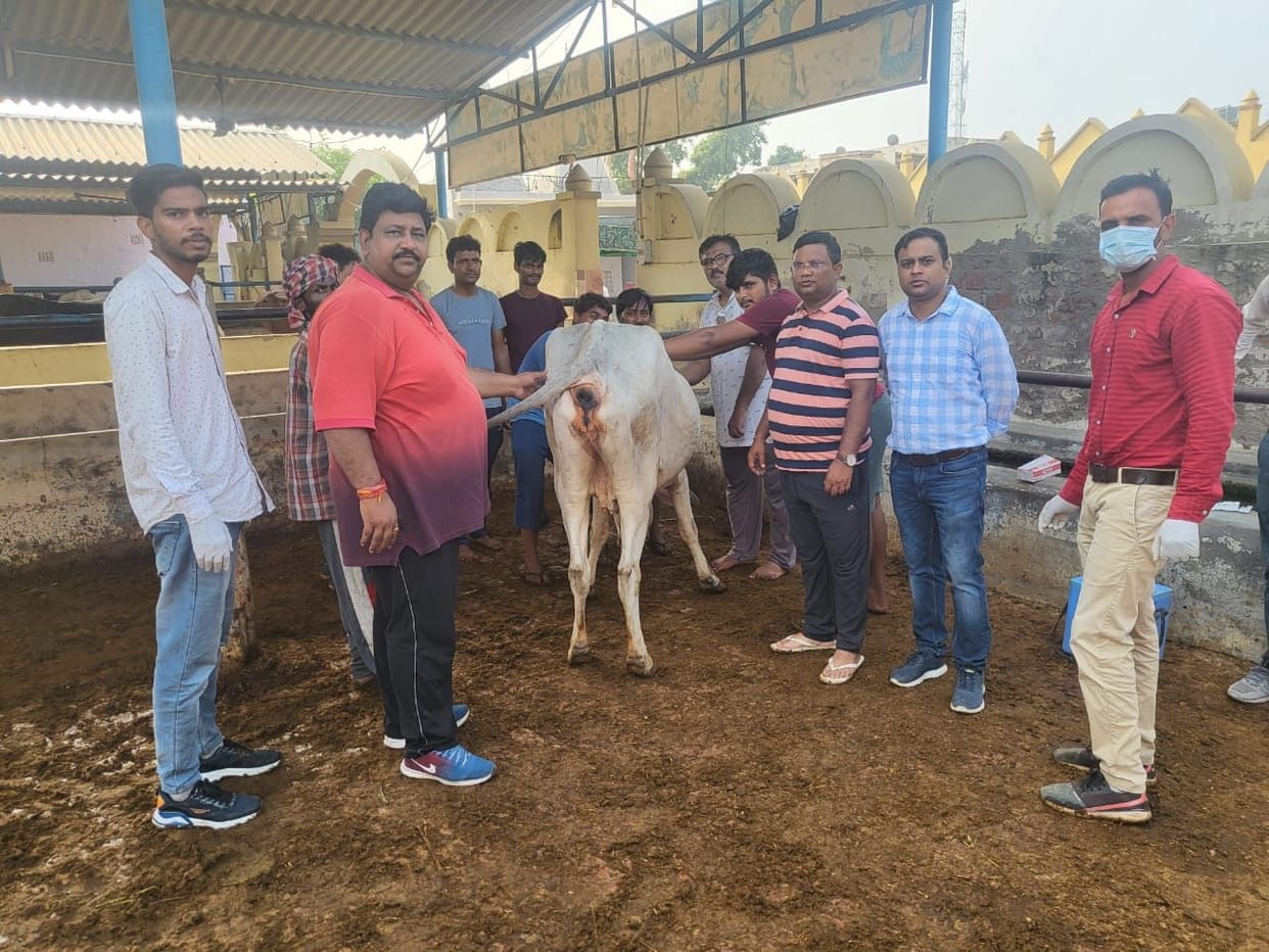 Samples for 12 animals with symptoms of Lumpy, will now be sent to Bhopal
