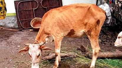 Lumpy virus cases in Varanasi Cows are getting sick in the evening big grains coming out in the morning