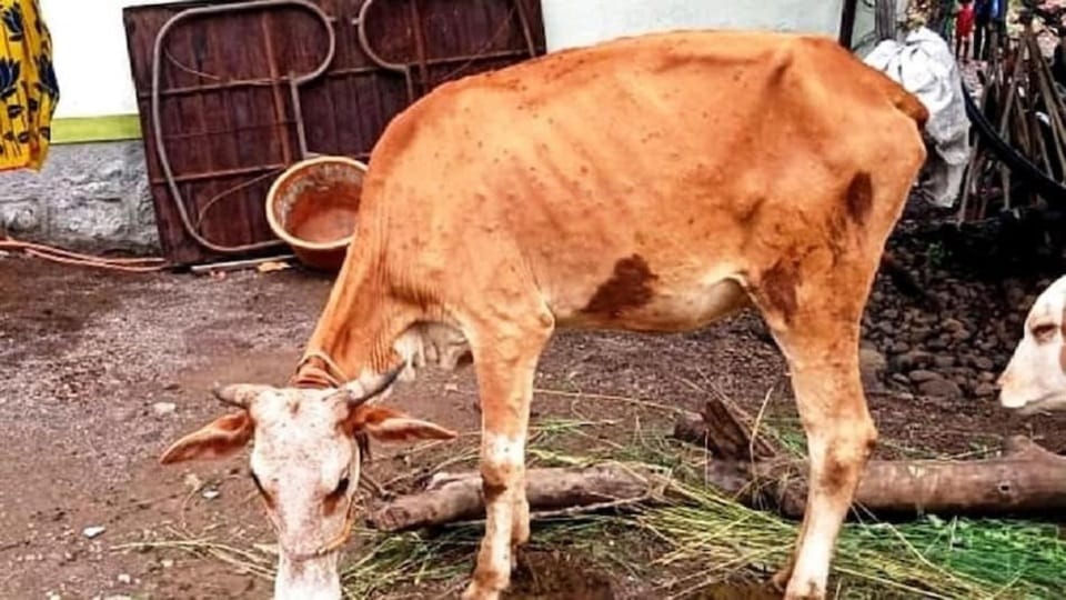 More than 2100 cattle died from Lumpy Skin Disease in Punjab so far