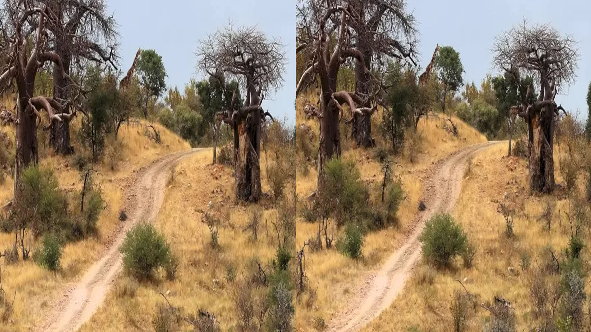 optical illusion giraffe in picture roaming freely forest mostly people can not see