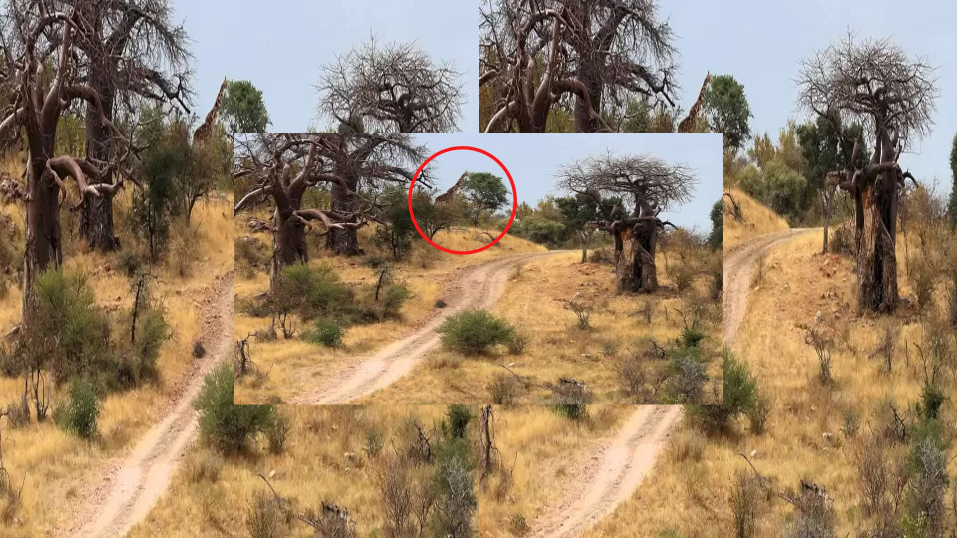 optical illusion giraffe in picture roaming freely forest mostly people can not see