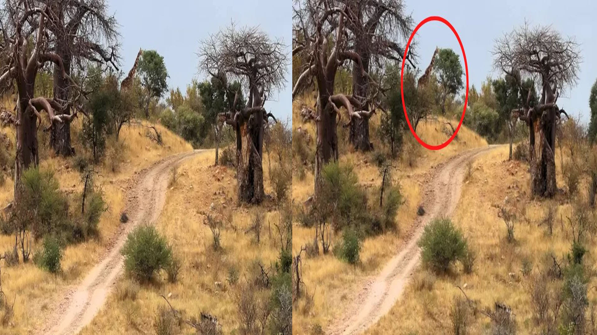 optical illusion giraffe in picture roaming freely forest mostly people can not see