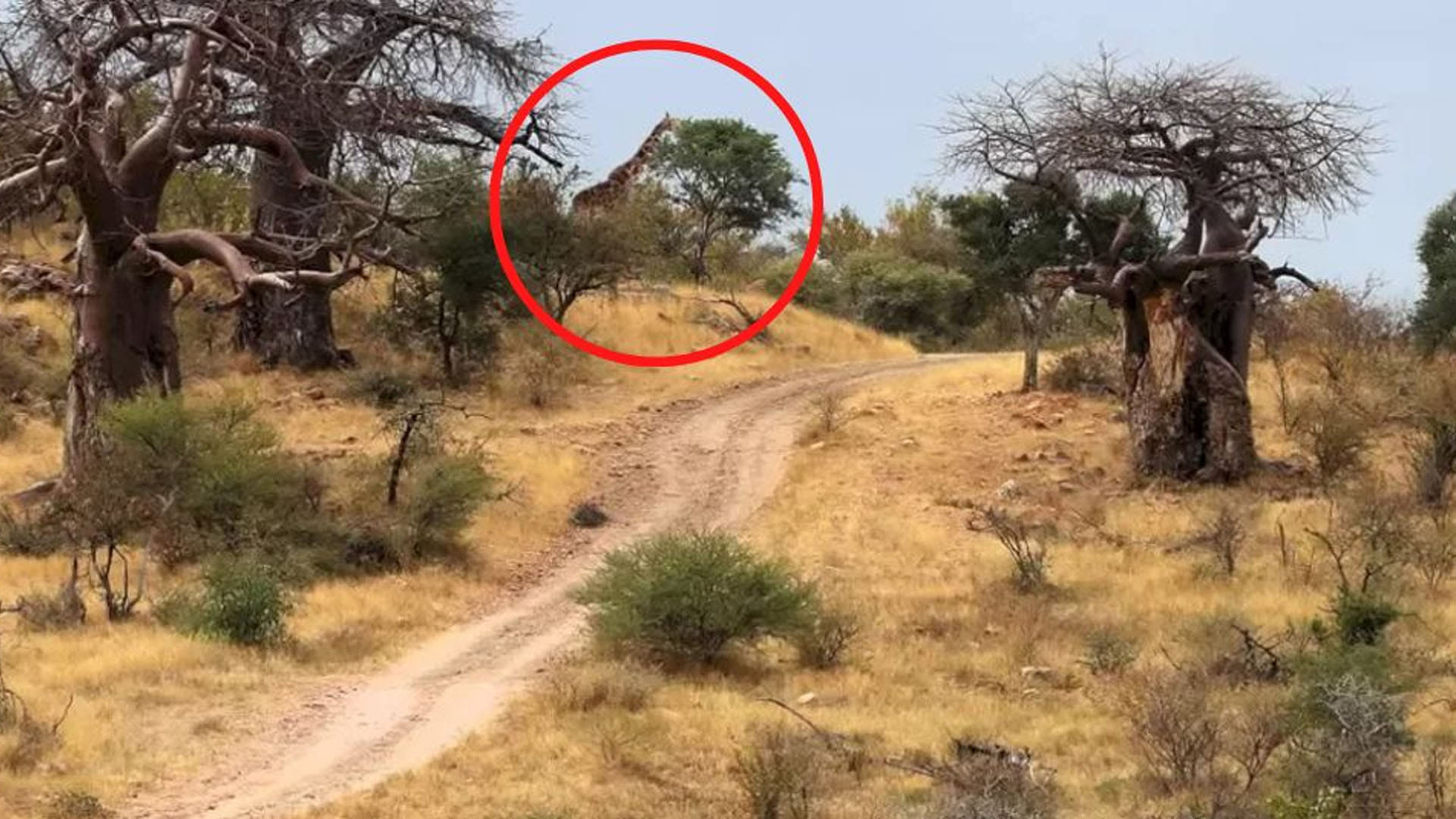 optical illusion giraffe in picture roaming freely forest mostly people can not see