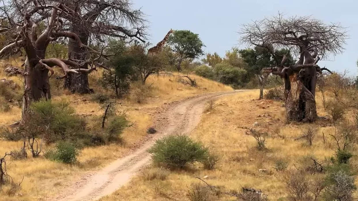 optical illusion giraffe in picture roaming freely forest mostly people can not see