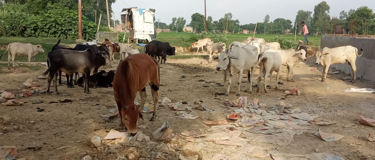 problems due to chutta animal