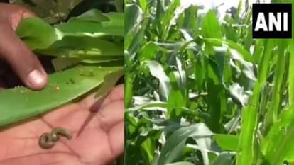 मक्की की फसल पर कीटों का हमला।