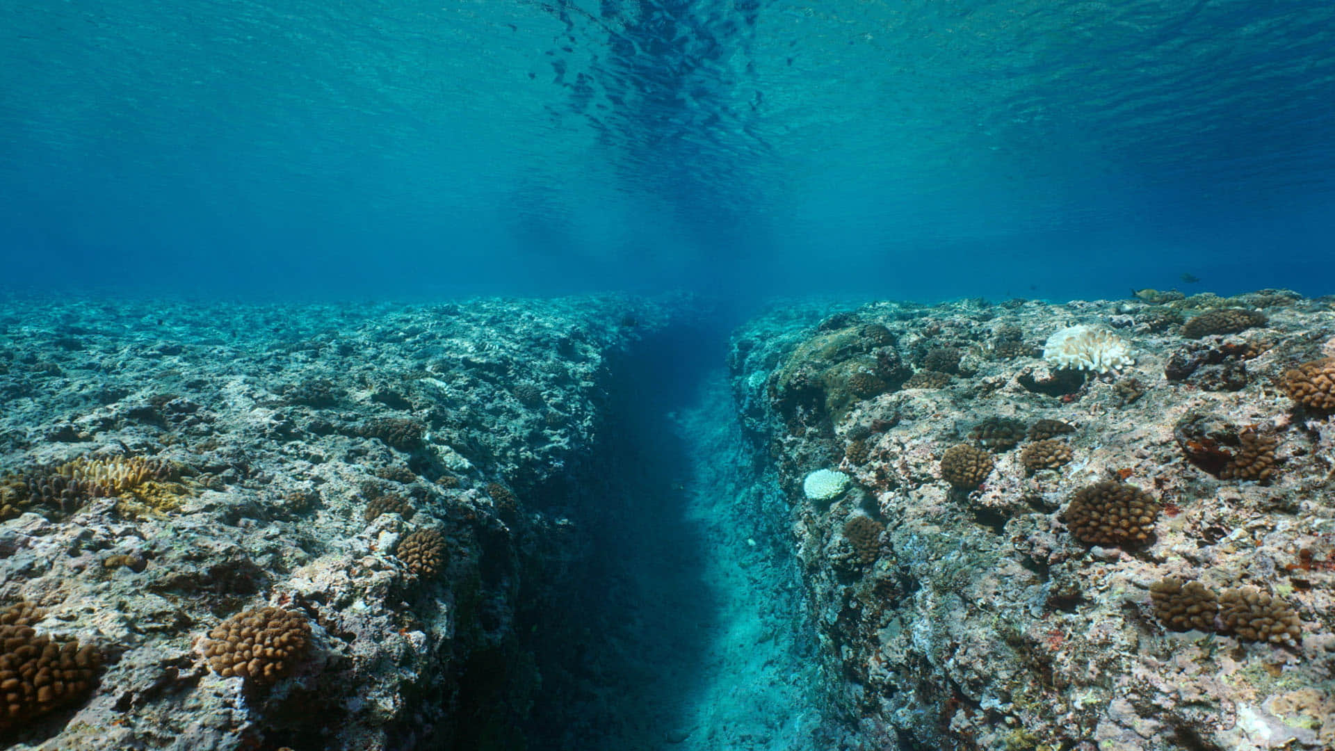 Scientists Discovered Deadly Pool At The Bottom Of Red Sea Know Details In Hindi