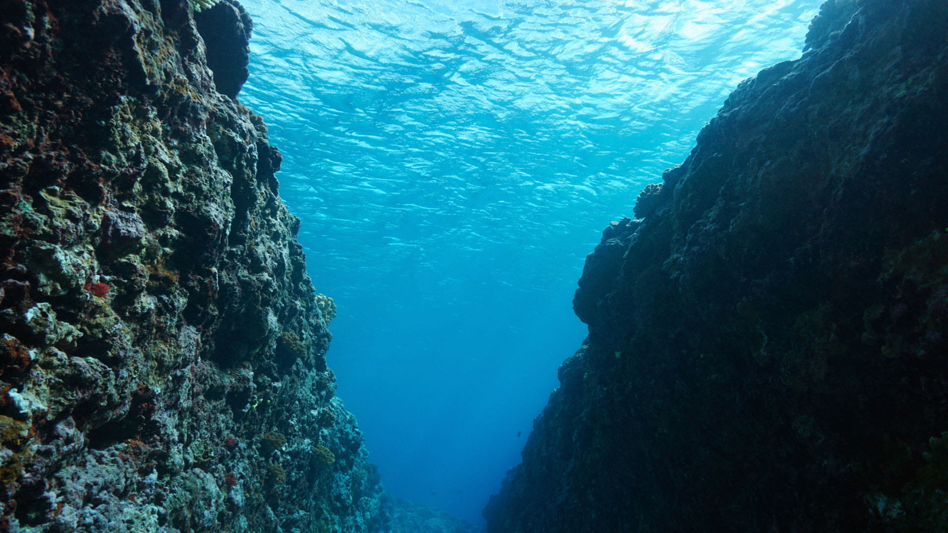 Scientists Discovered Deadly Pool At The Bottom Of Red Sea Know Details In Hindi