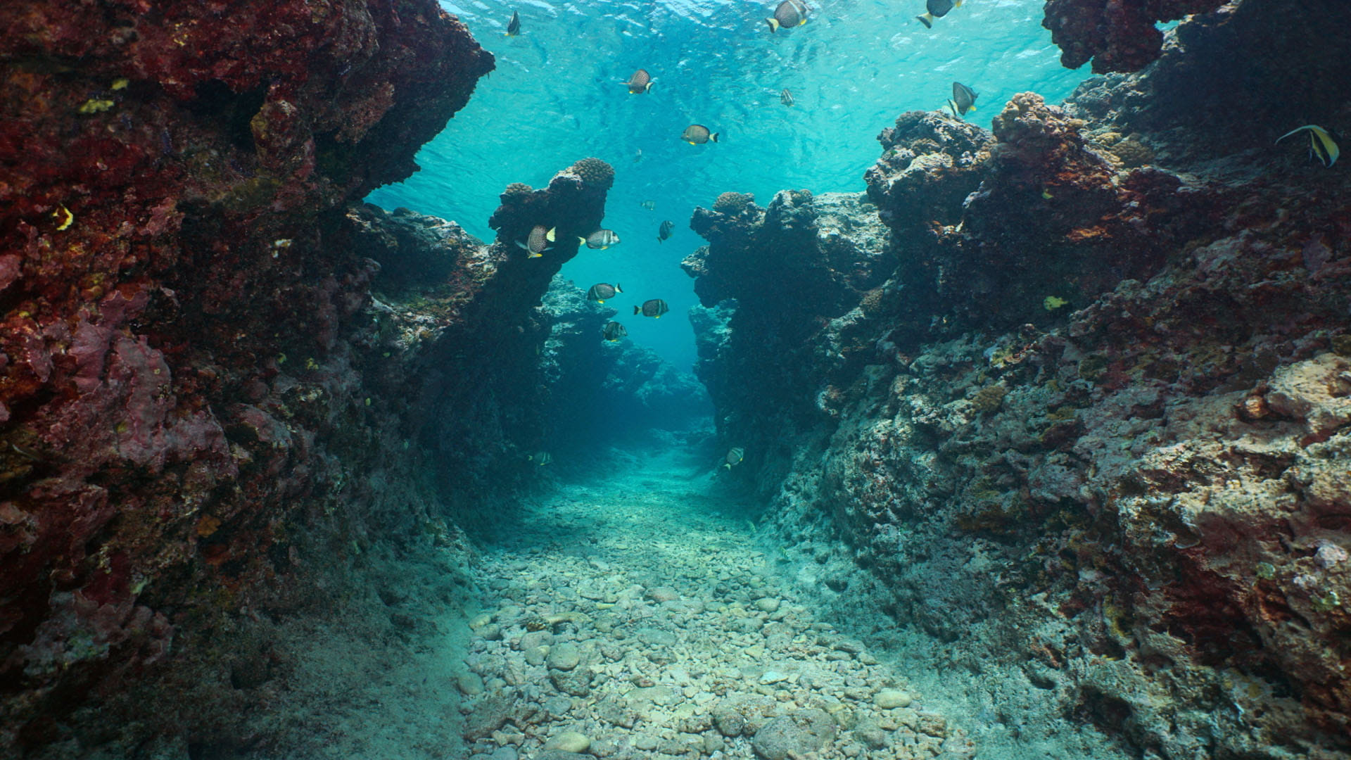 Scientists Discovered Deadly Pool At The Bottom Of Red Sea Know Details In Hindi
