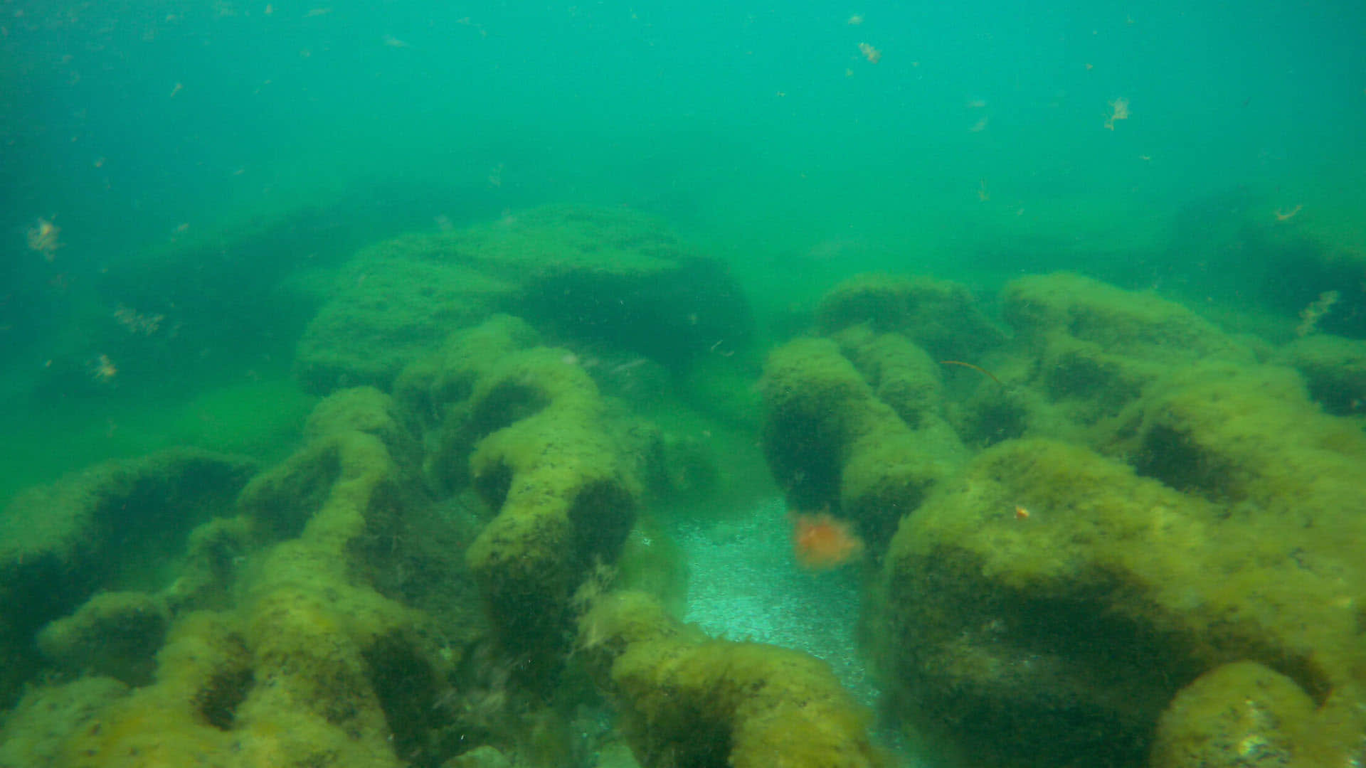 Scientists Discovered Deadly Pool At The Bottom Of Red Sea Know Details In Hindi