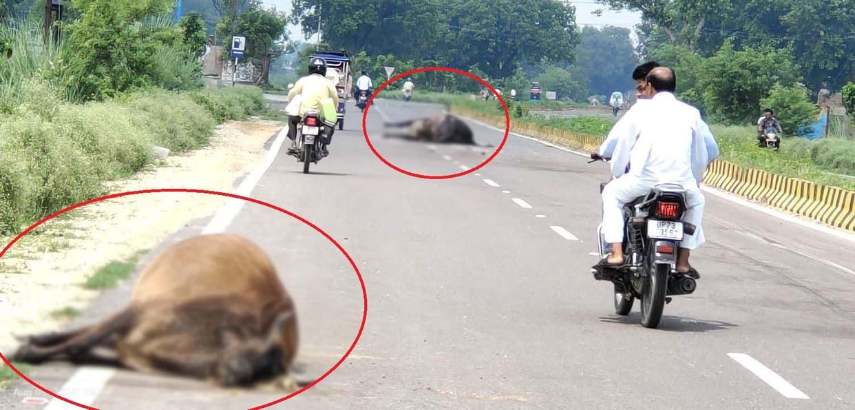 The car overturned after colliding with a moving bull on the road, four injured