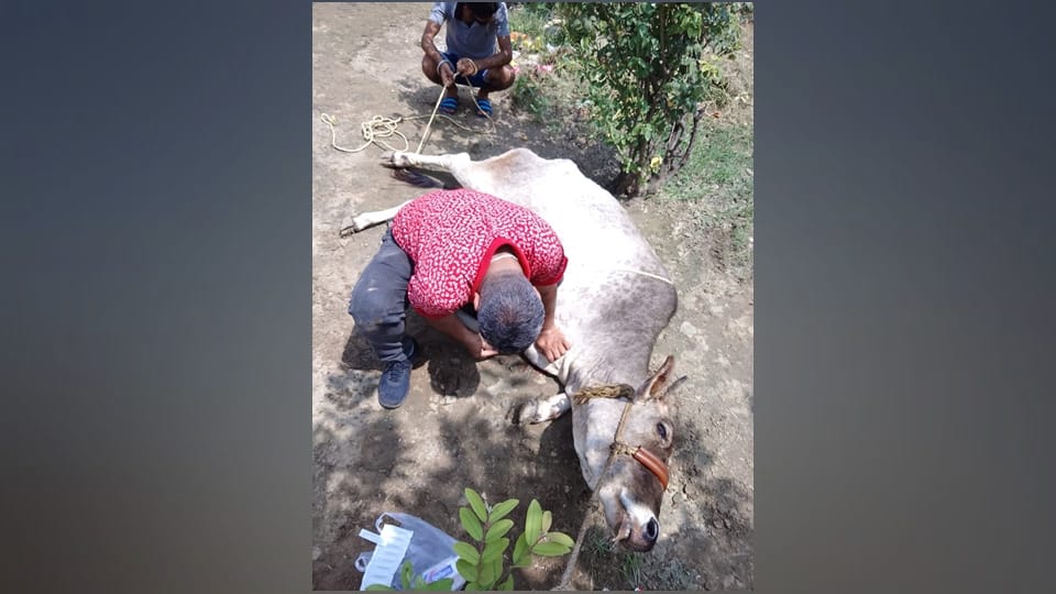 Farmers upset due to lumpy skin disease in cattels getting sick in villages
