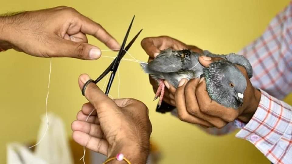 in action against chinese manjha till july 31 this year delhi police registered 145 cases and arrested 140 peo