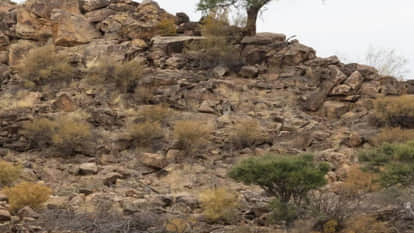 Optical Illusion can you spot four cheetahs in this pics most people failed