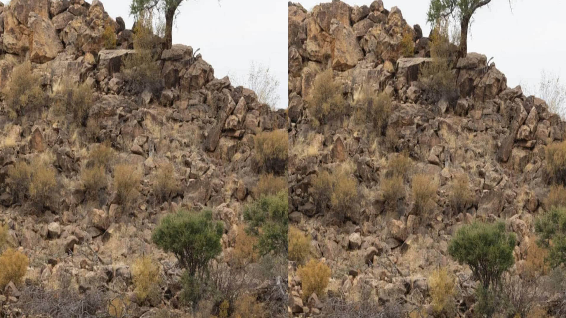 Optical Illusion can you spot four cheetahs in this pics most people failed