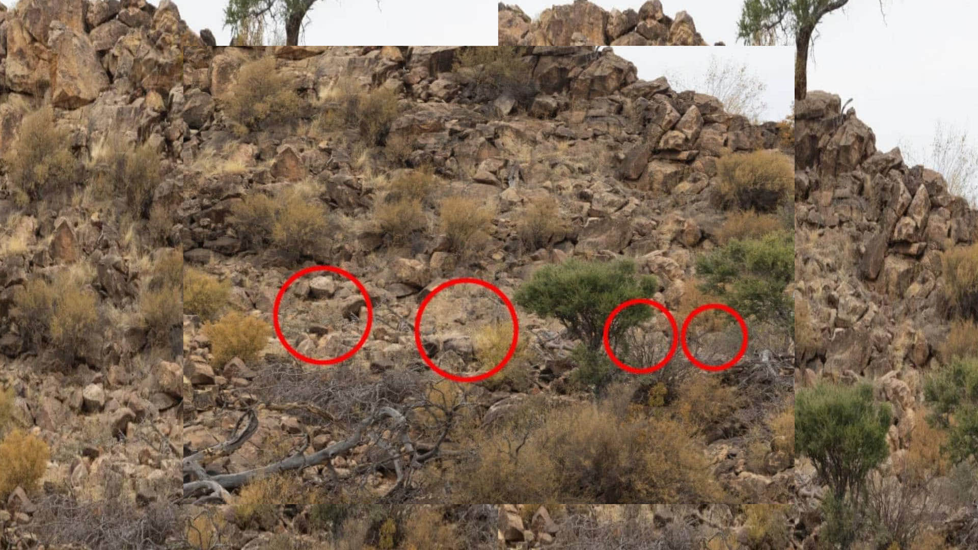 Optical Illusion can you spot four cheetahs in this pics most people failed