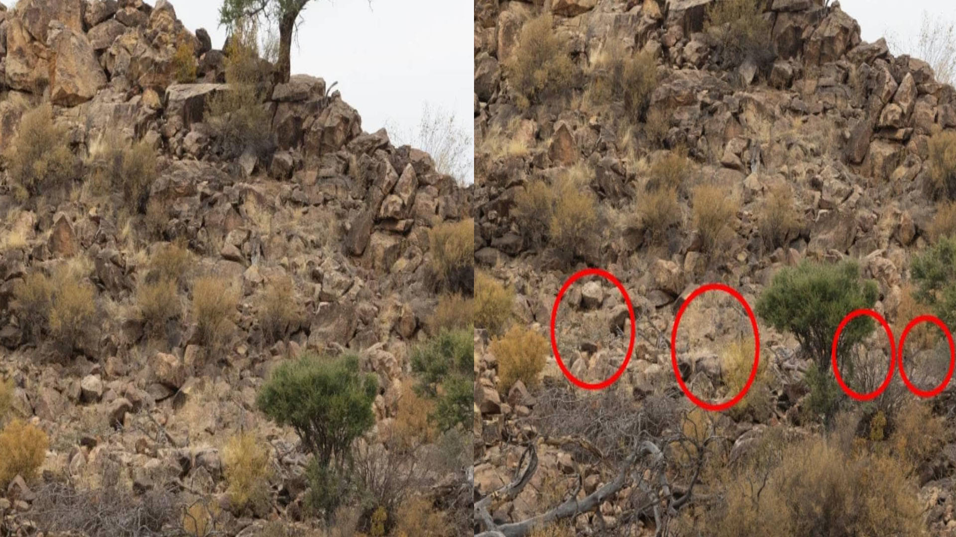 Optical Illusion can you spot four cheetahs in this pics most people failed