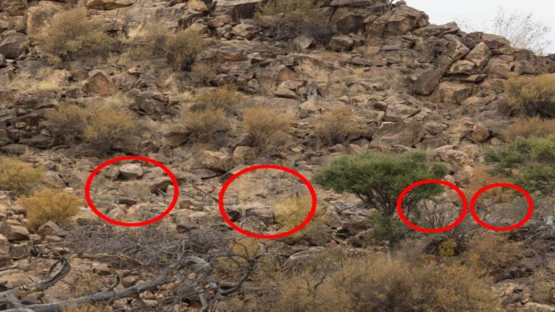 Optical Illusion can you spot four cheetahs in this pics most people failed