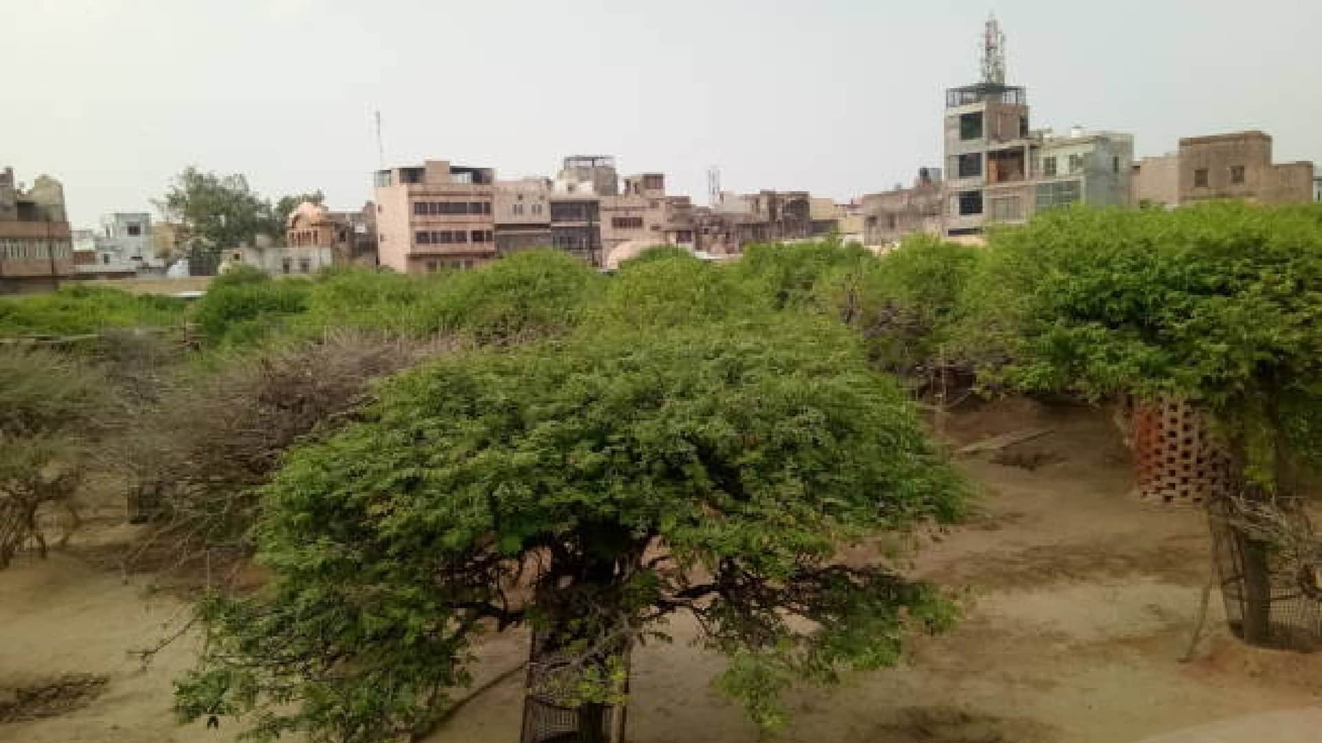 Krishna Janmashtami 2022 Know About Secrets of Nidhivan, Rang Mahal and Banke Bihari Temple