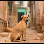 इस गांव के कुत्ते हैं करोड़पति