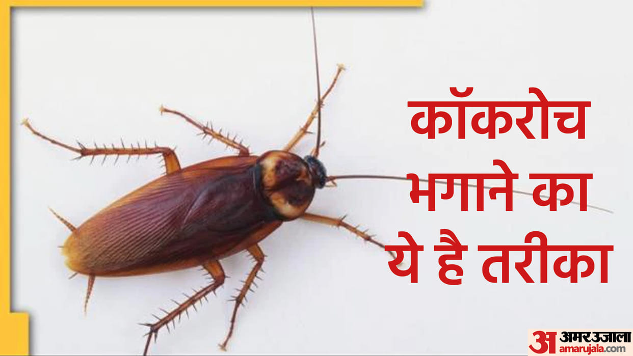 How To Get Rid Of Cockroaches In Kitchen Know Cockroach Bhagane Ka Gharelu Upay