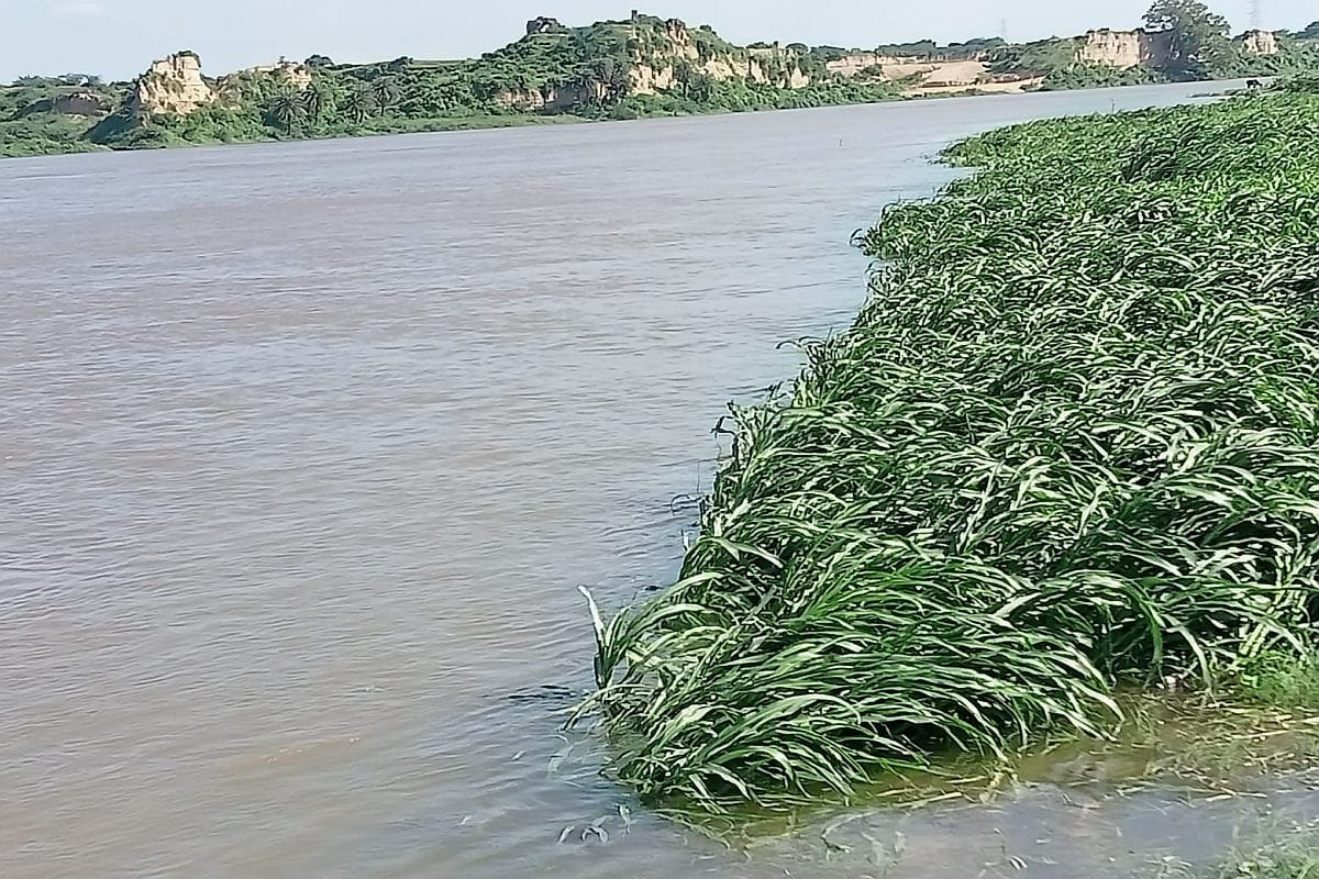 Hundreds of bigha crops submerged due to rise in water level of Yamuna
