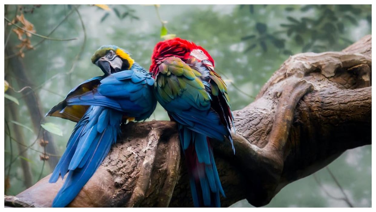 Many species like giraffes, parrots and oak trees are on the verge of extinction