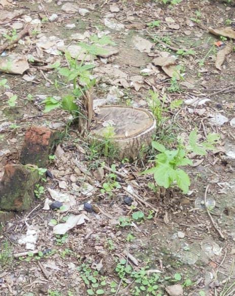 Banda: Five teak trees were cut, two dozen plants were kept rotten, the headmaster found stubble in the primary school located in Kheria village of Fatehganj area
