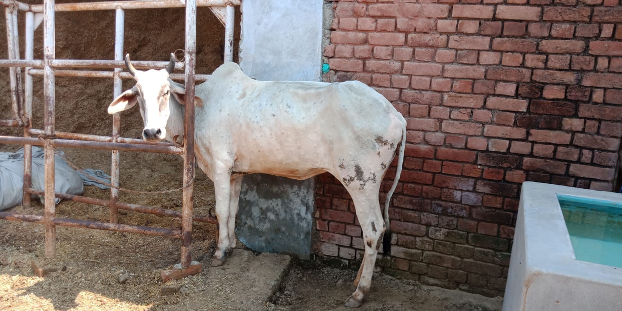 86 cases of lumpy skin disease reported in the district, 70 are undergoing treatment