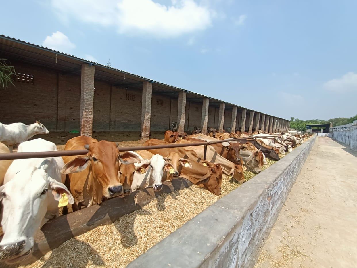 1300 animals infected with lumpen in the district, 29 have died, animal husbandry department neither fogging nor sprayed pesticides