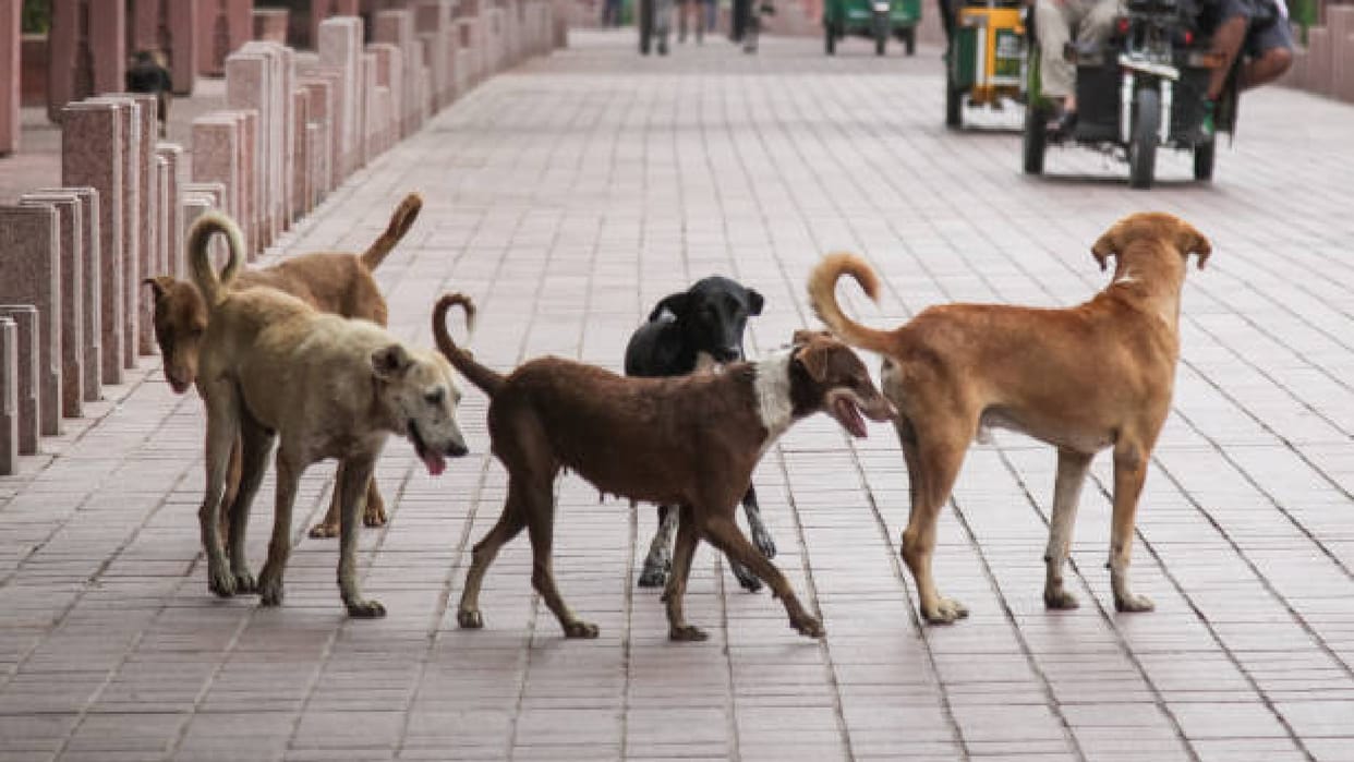 Dogs wreak havoc in Faridabad Smart City