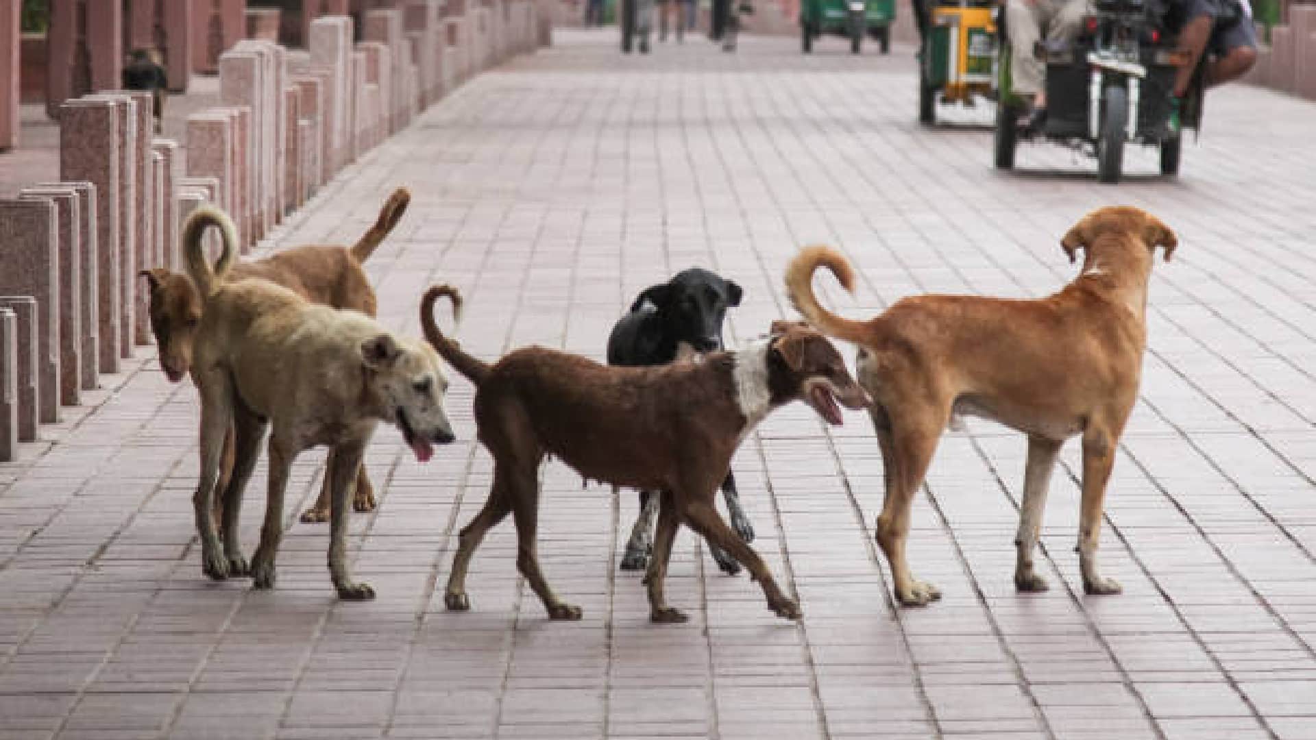 Dogs are millionaires in this village of Gujrat know how they earn crores every year