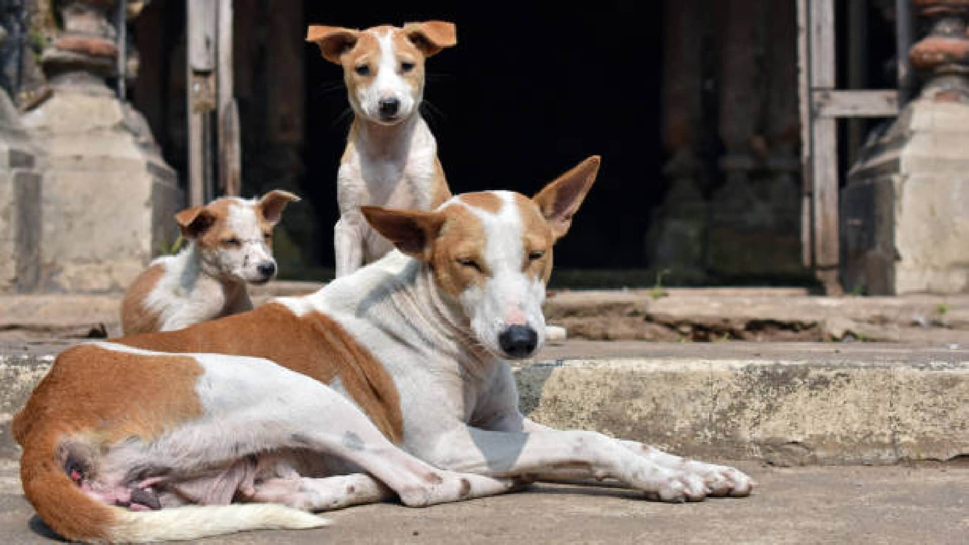 Dogs are millionaires in this village of Gujrat know how they earn crores every year