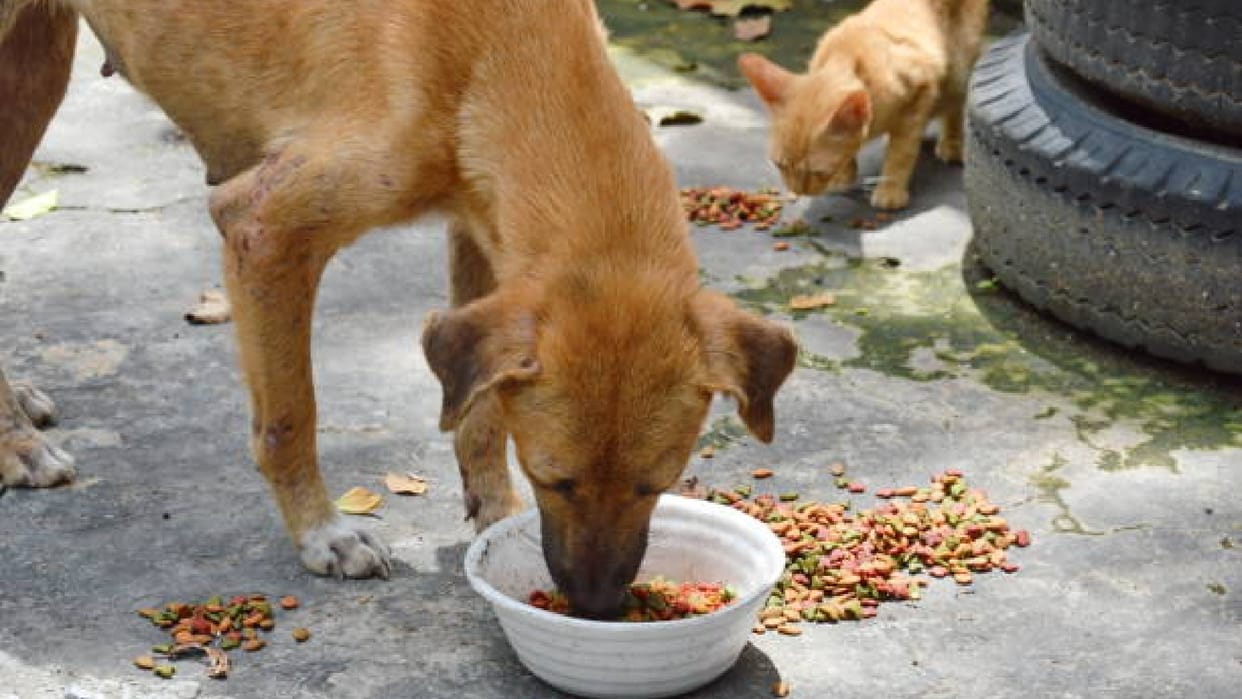 Supreme Court said those who give food to dogs responsibility of getting them vaccinated