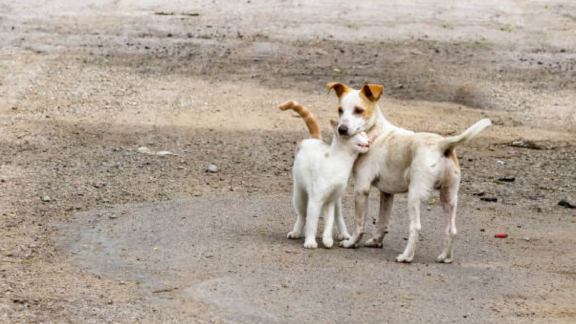 Dogs are millionaires in this village of Gujrat know how they earn crores every year