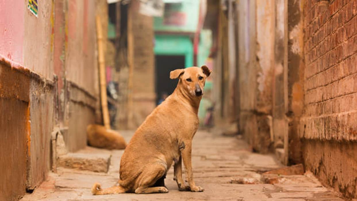 Dogs are millionaires in this village of Gujrat know how they earn crores every year