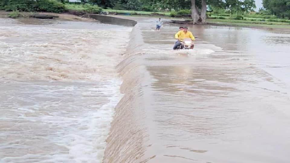 देवास जिले में कई नदियां उफान पर हैं।