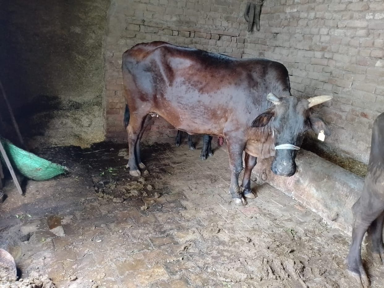 Virus entry from villages to cowsheds, 220 cases found