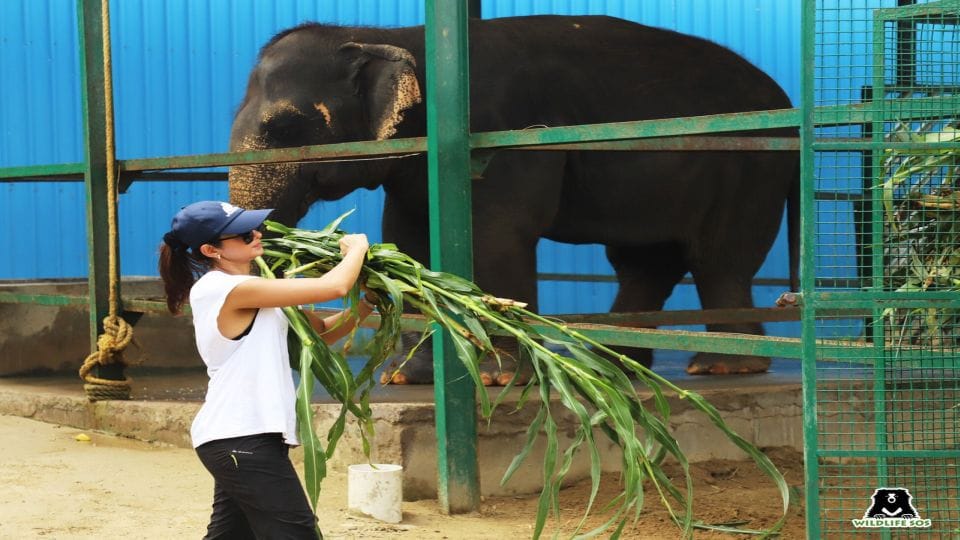 Actress Jennifer Winget feeds elephants at Elephant Conservation Center Mathura