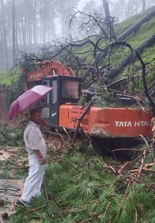 Tree Falls On Pokland