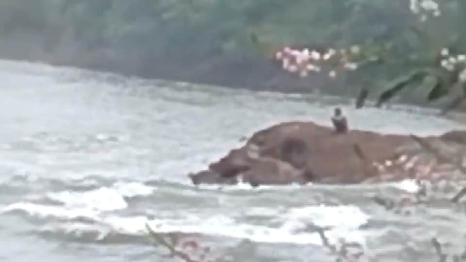Madhya Pradesh: Eight people washed away in the state due to rain, bodies of three recovered