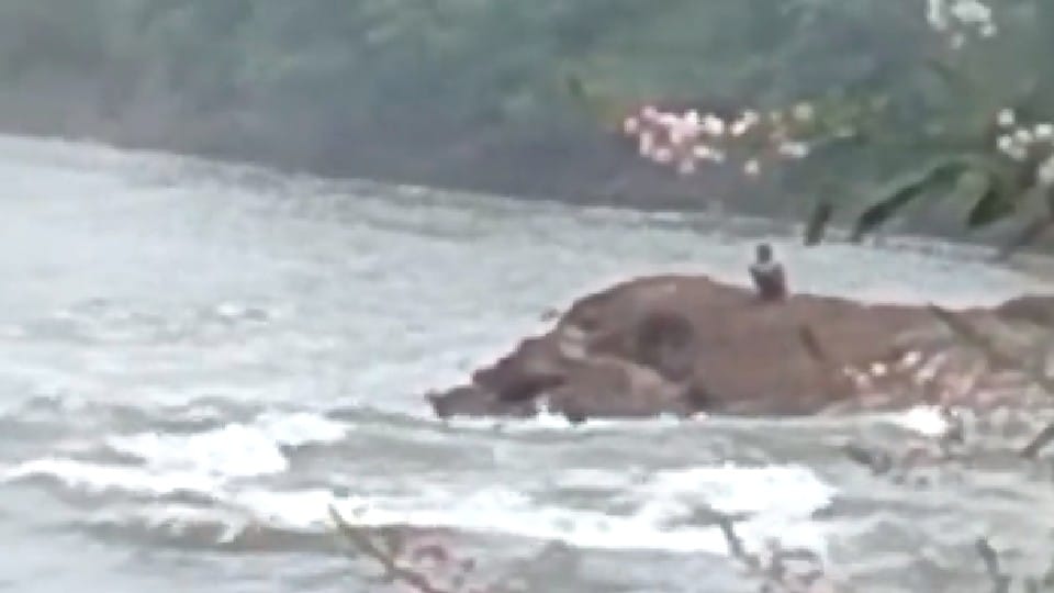 Madhya Pradesh: Eight people washed away in the state due to rain, bodies of three recovered