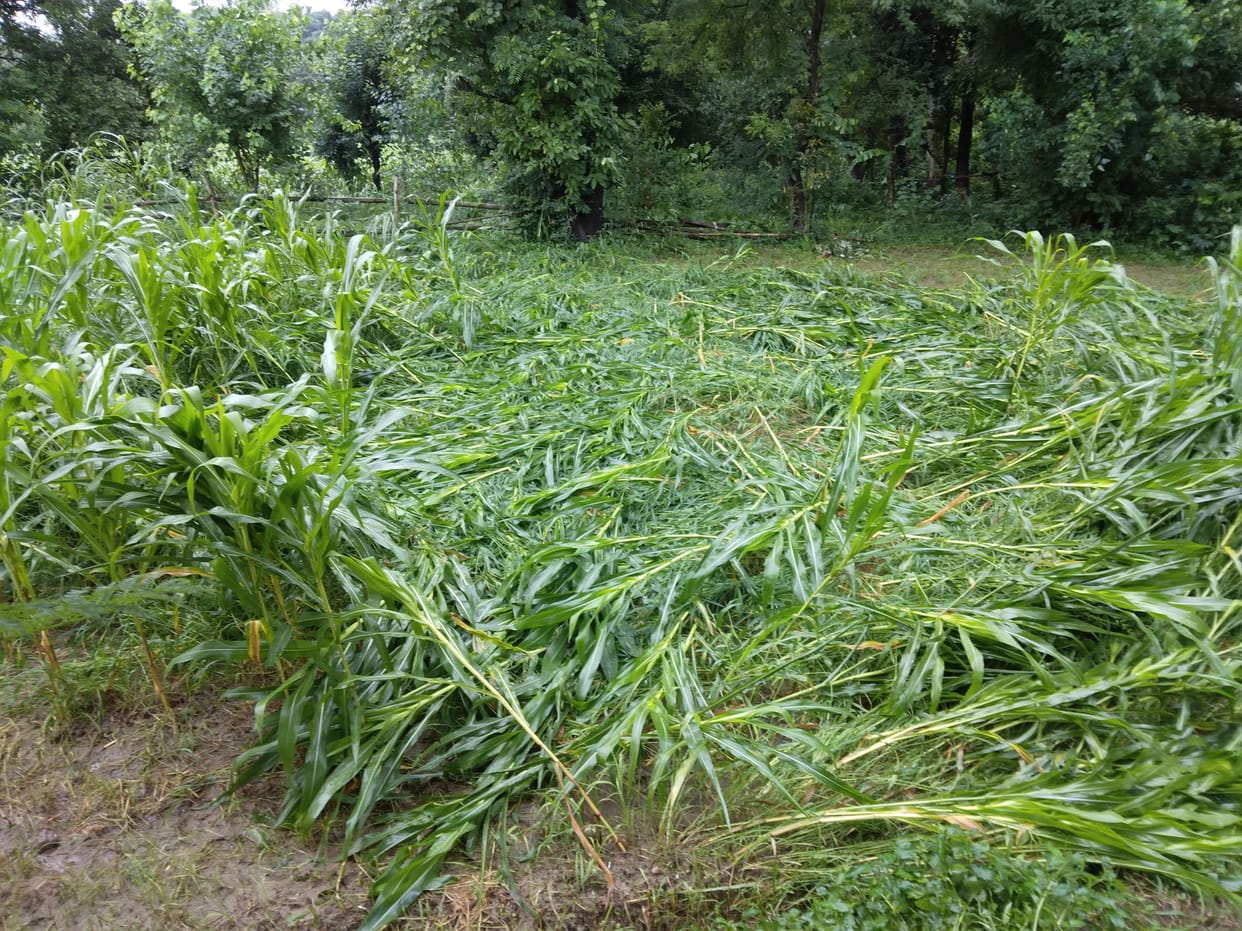 Heavy rains wreaked havoc on maize crop