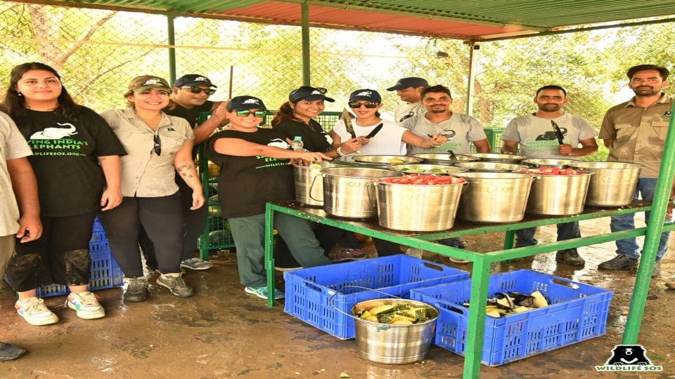 Actress Jennifer Winget feeds elephants at Elephant Conservation Center Mathura